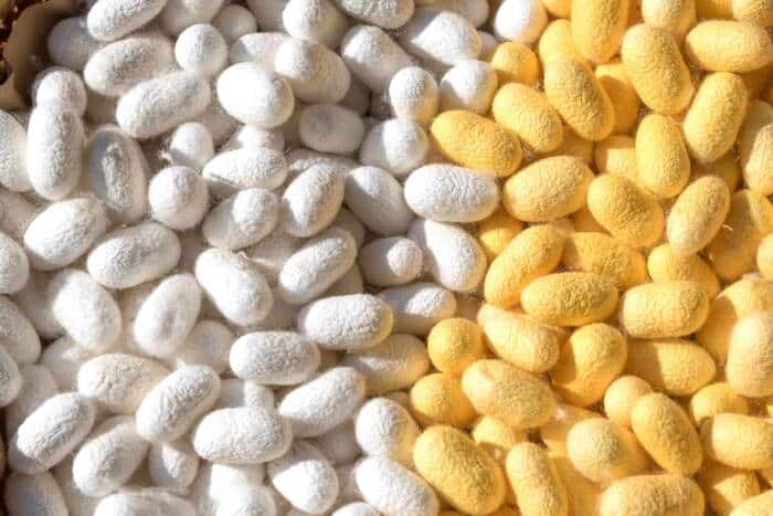 Atelier ribambelle de papillon