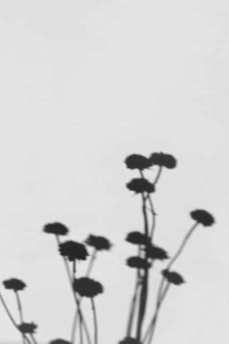 Atelier paysage d'ombres