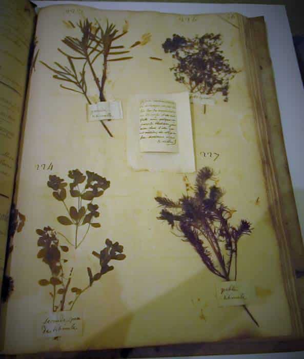 Visite guidée Rendez-vous au Musée : Des plantes médicinales aux médicaments